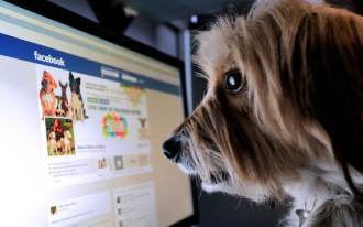 Facebook ya no permite la venta de animales vivos